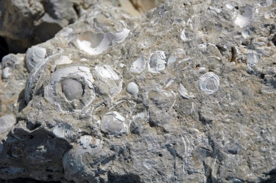 Most types of this rock are made from the shells or skeletons of ancient ocean dwellers, such as shellfish or corals.