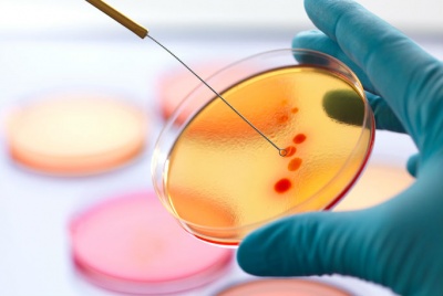 Scientists grow bacteria on special plates called...?
