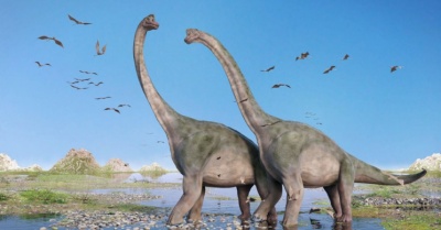 These were large, four-legged herbivorous dinosaurs. They had very long necks, small heads with blunt teeth, a small brain, and long tails.