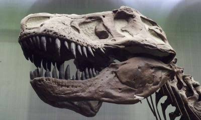 This skull belongs to which dinosaur?