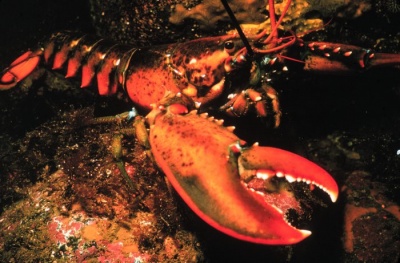 What are crabs, lobsters, water fleas, shrimp, and barnacles called?