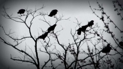 What is a group of ravens called?