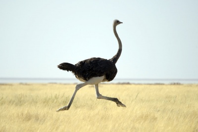 What is the diverse group of flightless, mostly large and long-legged birds called?