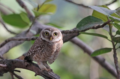 Which owl is the smallest owl in the animal kingdom?